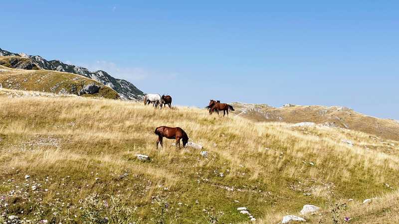 Horses on a field